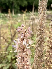 Uraria crinita