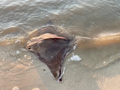 Myliobatis freminvillei