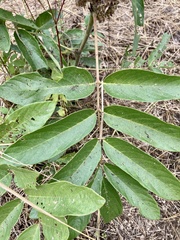 Uraria crinita