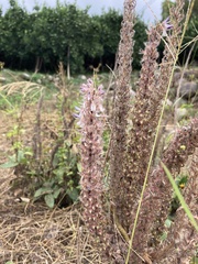 Uraria crinita