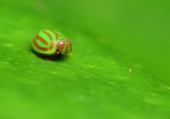 Hemisphaerius interclusus