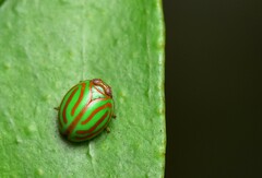 Hemisphaerius interclusus