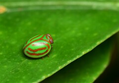 Hemisphaerius interclusus