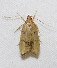 Psilocorsis quercicella