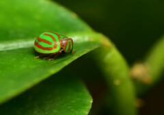 Hemisphaerius interclusus