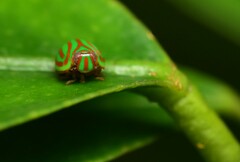 Hemisphaerius interclusus