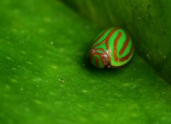 Hemisphaerius interclusus