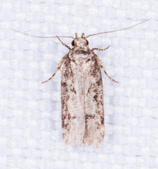 Taygete attributella