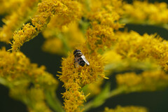 Eristalinus quinquestriatus