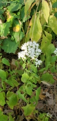 Ageratina altissima