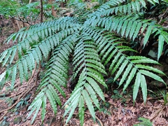 Angiopteris fokiensis