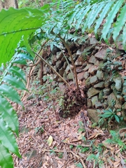 Angiopteris fokiensis