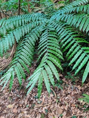 Angiopteris fokiensis