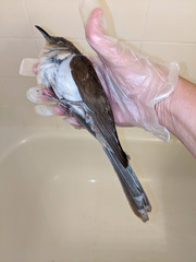Coccyzus erythropthalmus
