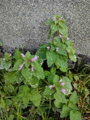 Lamium purpureum