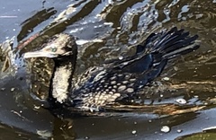 Phalacrocorax sulcirostris