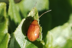Galerucinae