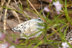Polyommatus coridon