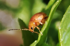 Galerucinae