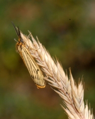 Spiris striata