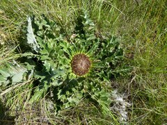 Carlina acanthifolia