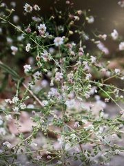 Symphyotrichum lateriflorum