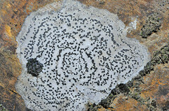 Rhizocarpon petraeum