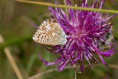 Polyommatus coridon