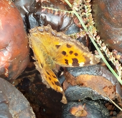 Nymphalis polychloros