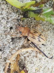 Eurynebria complanata