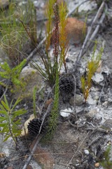 Microdon dubius