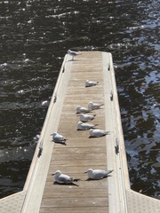 Chroicocephalus novaehollandiae