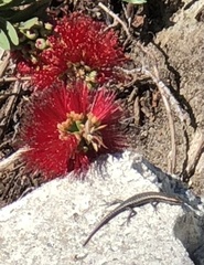 Cryptoblepharus buchananii