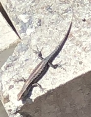 Cryptoblepharus buchananii