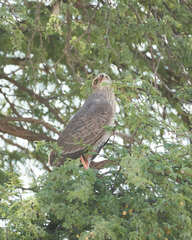 Melierax canorus