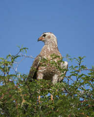 Melierax canorus argentior