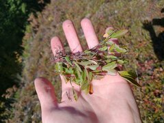 Vaccinioideae