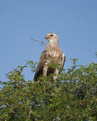 Melierax canorus argentior