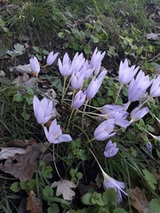 Crocus pulchellus