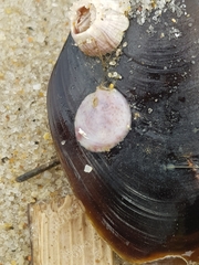 Crepipatella dilatata