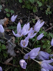 Crocus pulchellus