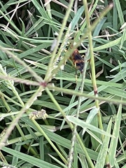 Compsocryptus texensis