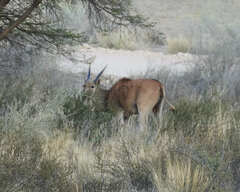 Tragelaphus oryx oryx