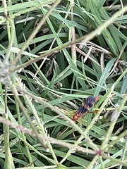 Compsocryptus texensis