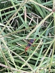 Compsocryptus texensis