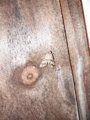 Parapoynx obscuralis