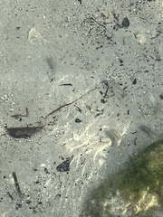 Cyprinodontidae