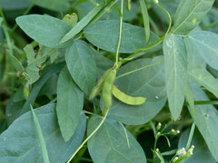 Glycine max soja