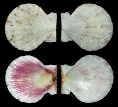 Juxtamusium coudeini