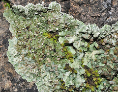 Squamarina cartilaginea